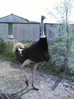 Oscar the Ostrich